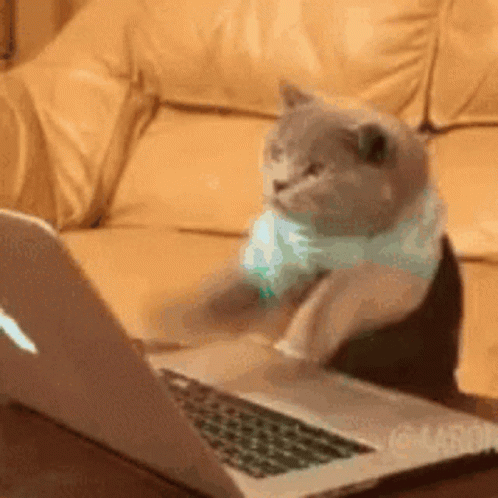 Cat typing furiously on a laptop.